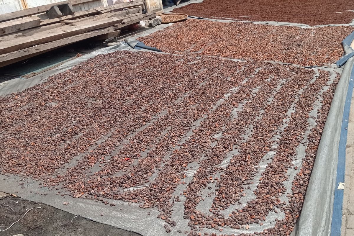 Harga kakao kering di Lebak tembus Rp60 ribu per kilogram