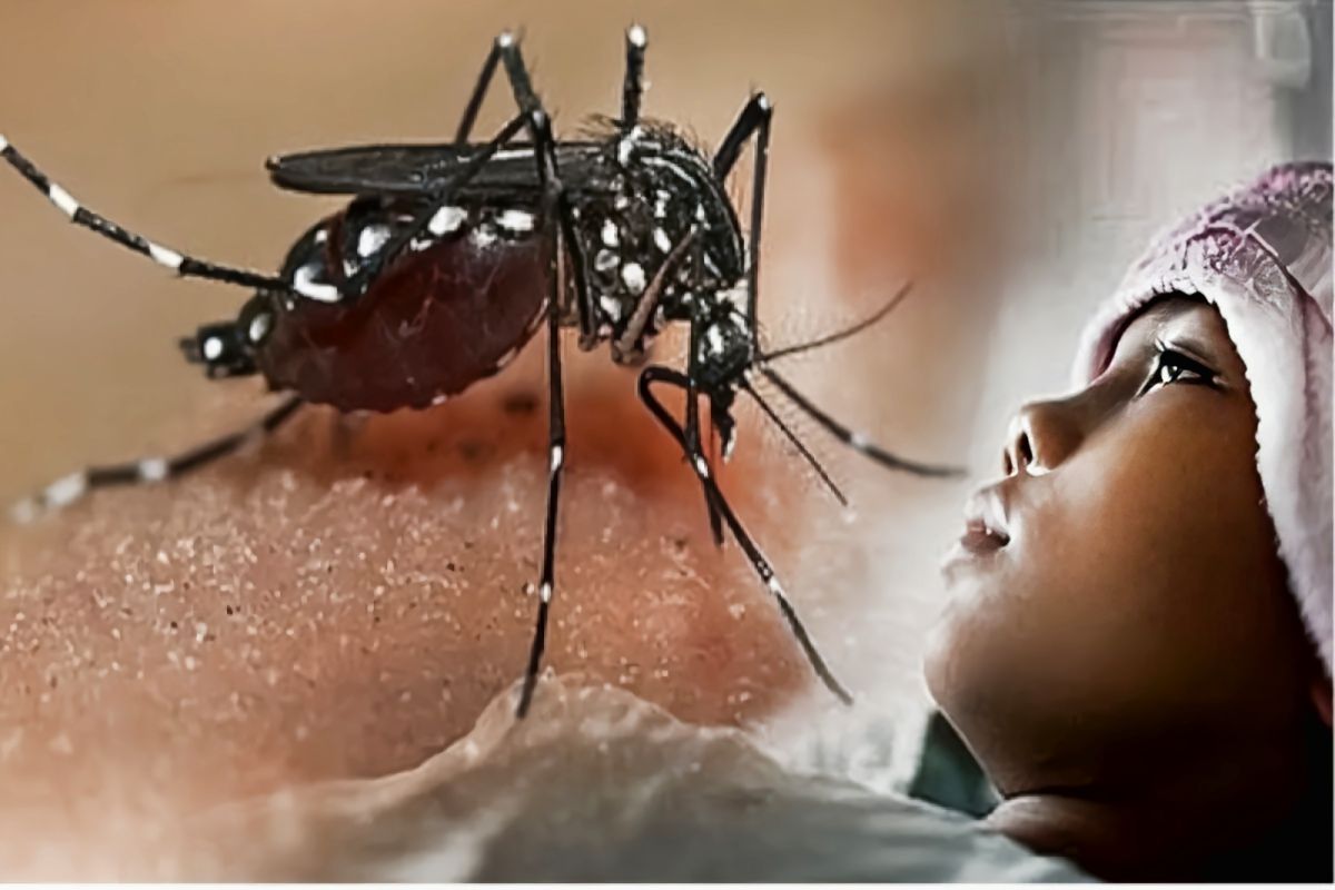 Di Kaltim, vaksin DBD terbukti turunkan kematian akibat Virus Dengue