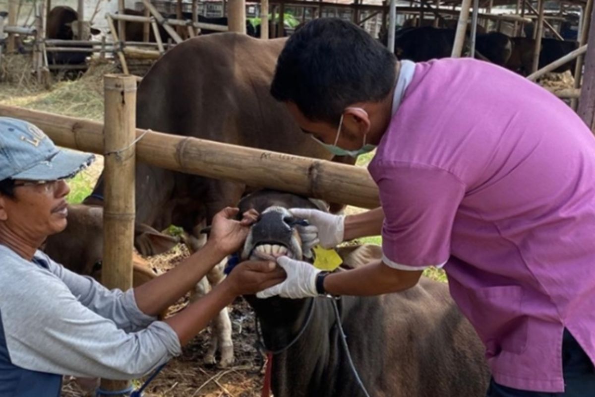 Jakbar mulai periksa kesehatan hewan kurban jelang Idul Adha