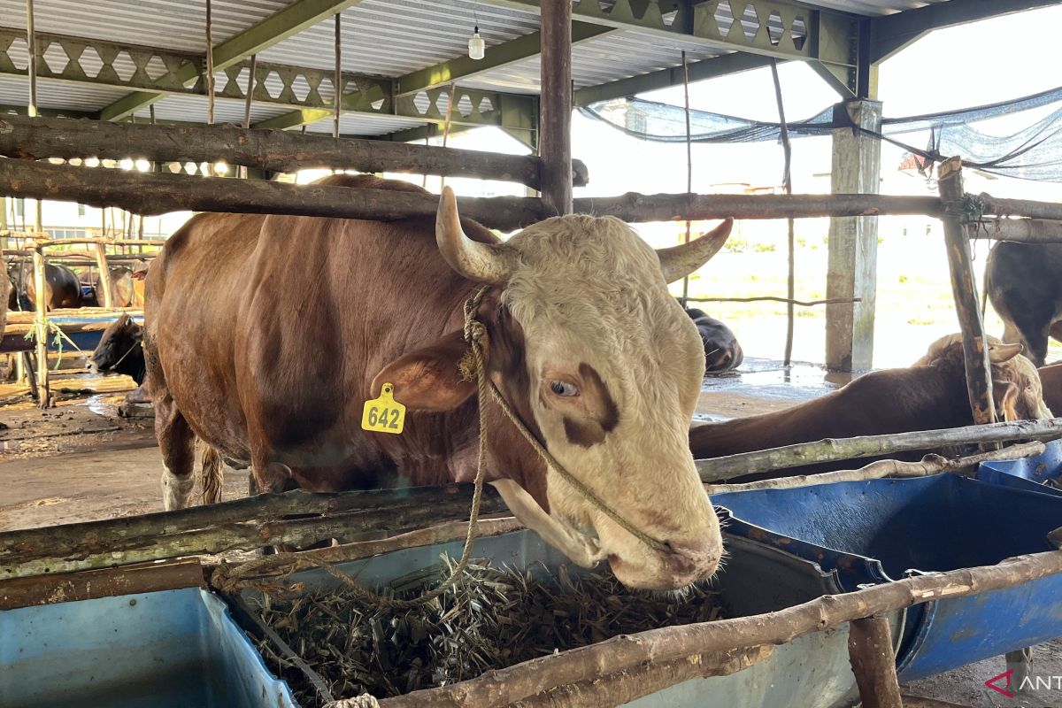 Perdediaan hewan kurban di Batam 13.294 ekor