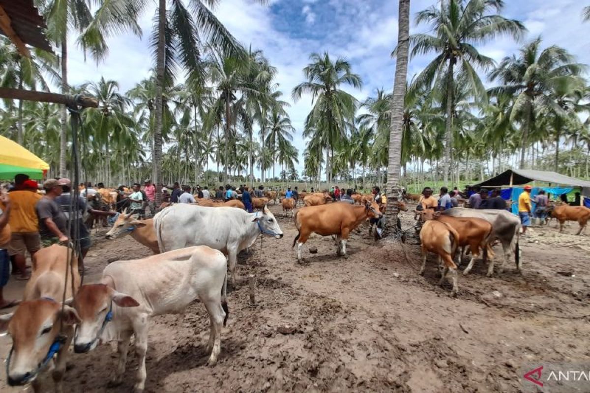 Harga sapi di Kabupaten Gorontalo mulai naik jelang Idul Adha