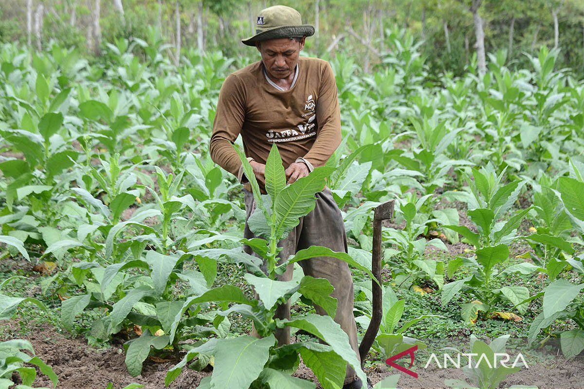 DJBC dorong pemerintah daerah di Aceh kembangkan industri tembakau