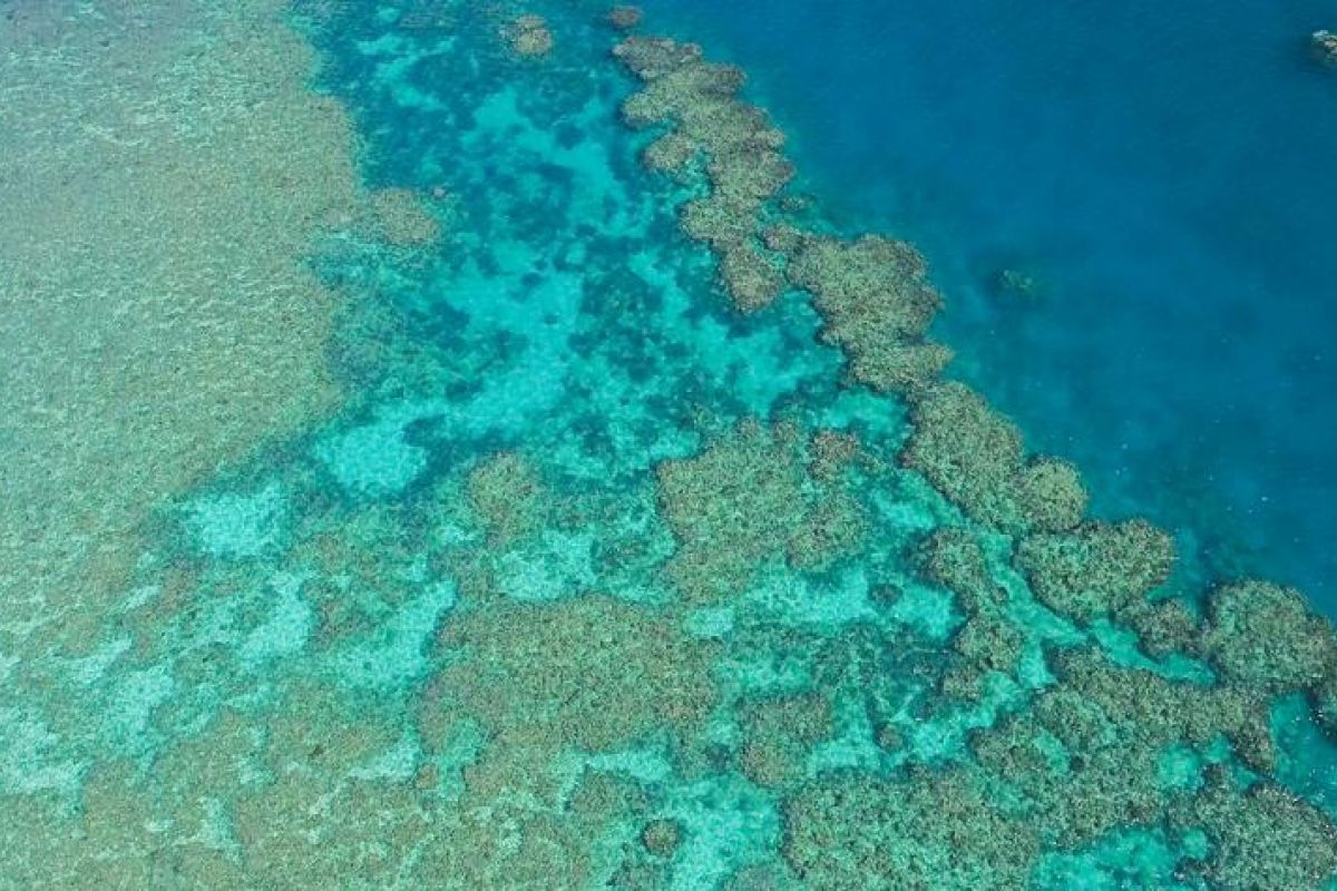 Pemanasan global picu fenomena pemutihan karang global yang keempat