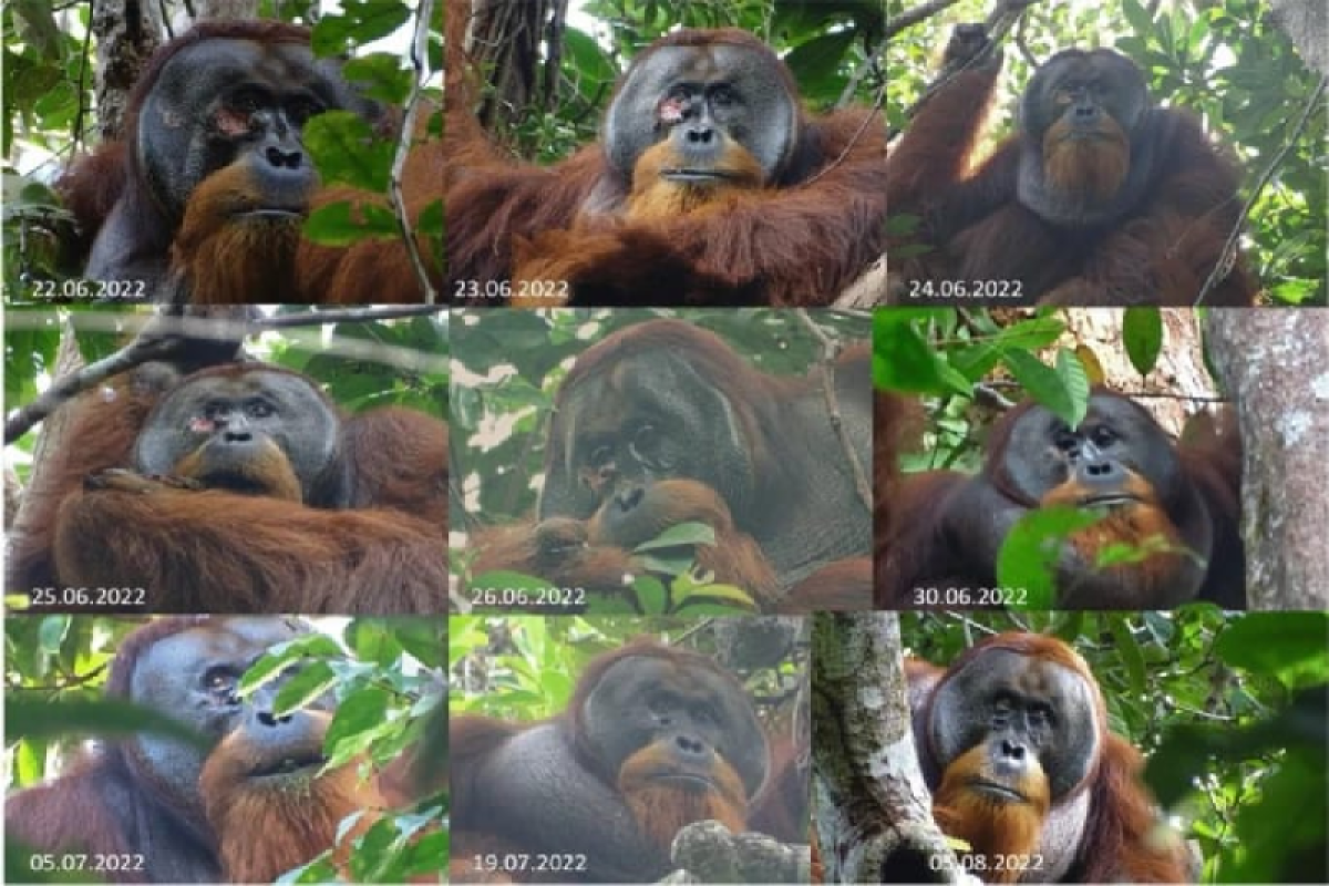 Daun akar kuning dan temuan pengobatan mandiri pada orang utan di hutan Aceh