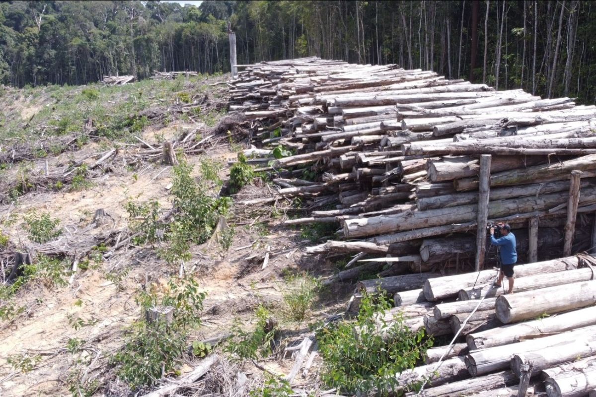 SIEJ liputan kolaboratif usut deforestasi hutan oleh PT MP