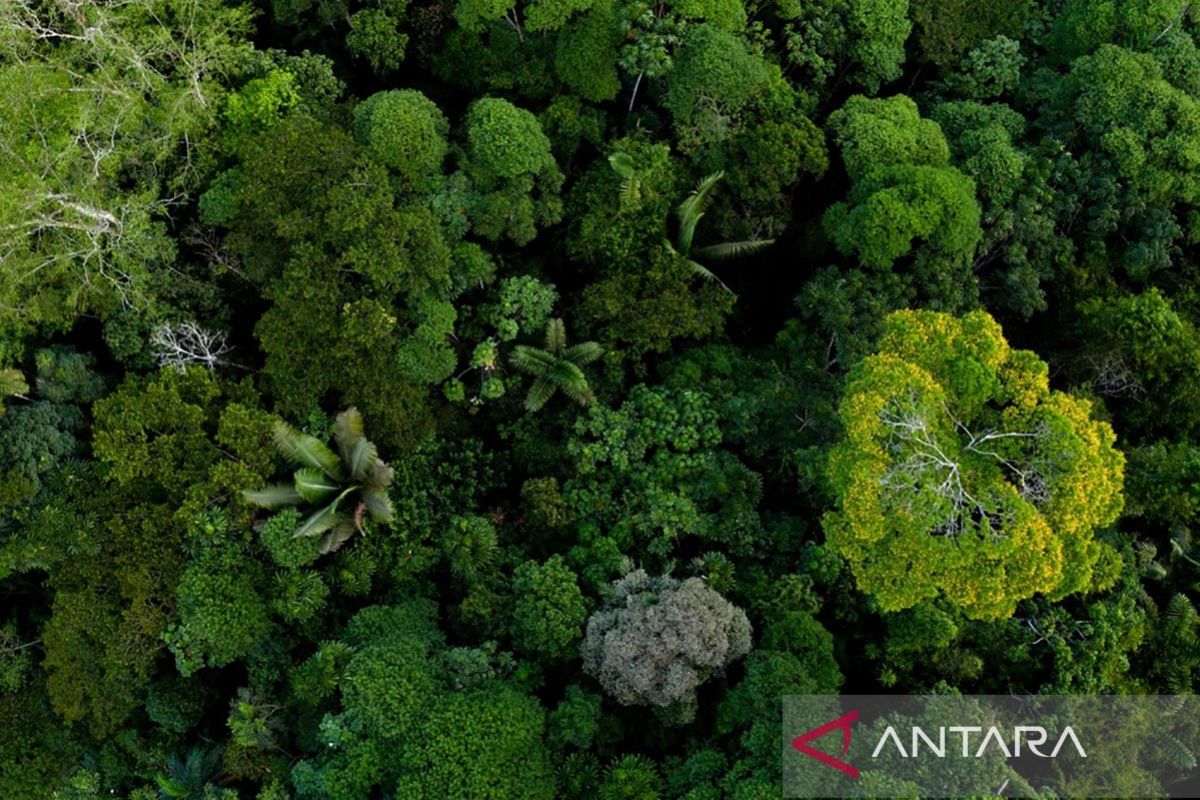 Suku terasing asli terbesar di dunia terlihat meninggalkan Amazon Peru