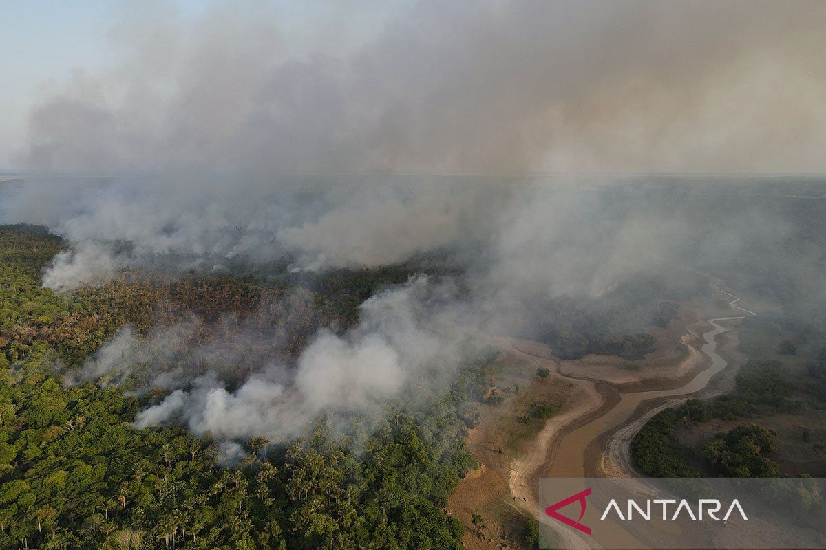 Penelitian sebut hutan hujan Amazon lambat pulih akibat kekeringan