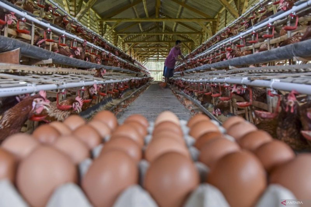 Babel tambah 32,5 ton telur ayam sambut Idul Adha