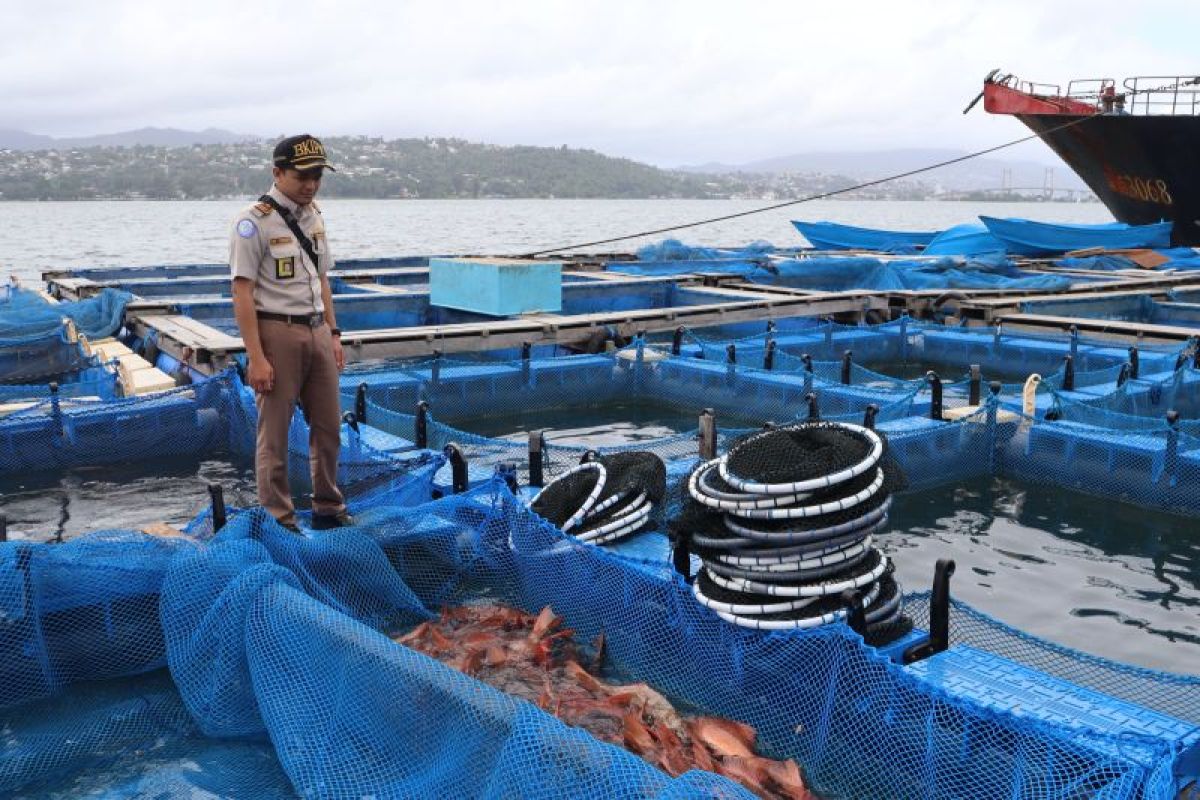 BKHIT Maluku sertifikasi 12.122 ikan hidup untuk ekspor tujuan Hong Kong