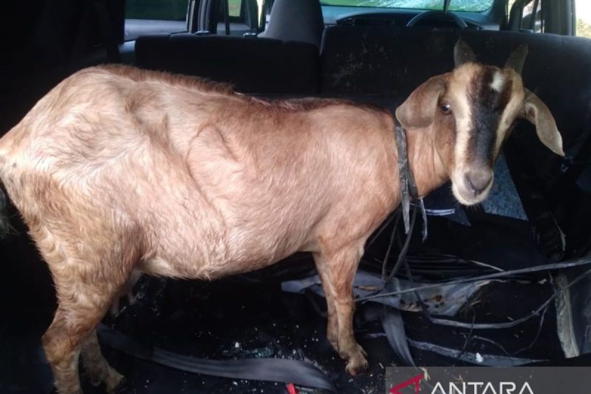 Polisi tangani komplotan  pencuri ternak kambing warga di Ogan Ilir