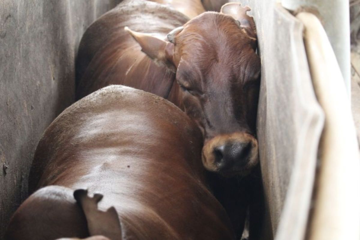 Disnakkeswan Lampung sebut ketersediaan sapi di feedlot 29.320 ekor
