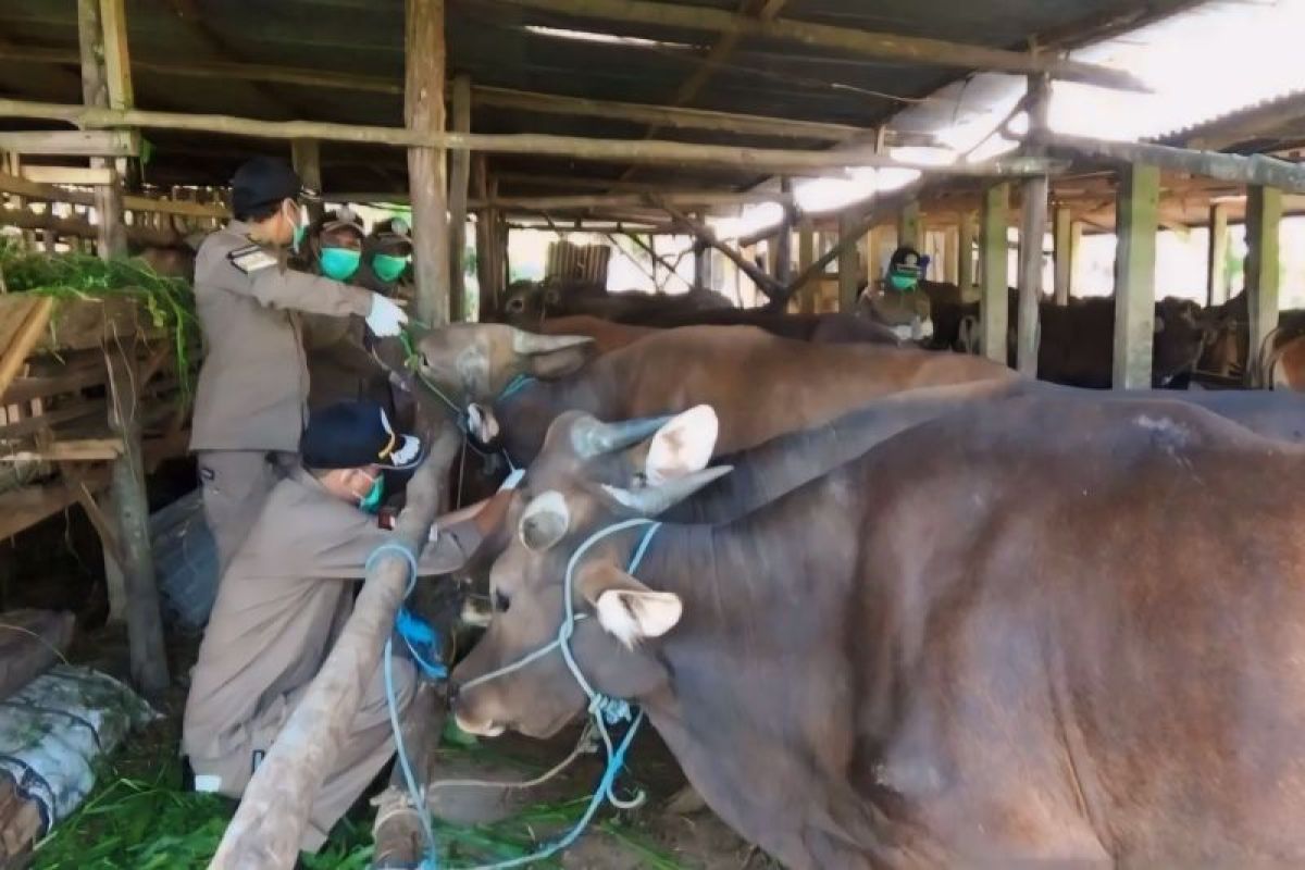 DKPP Bintan fasilitasi ketersediaan hewan kurban