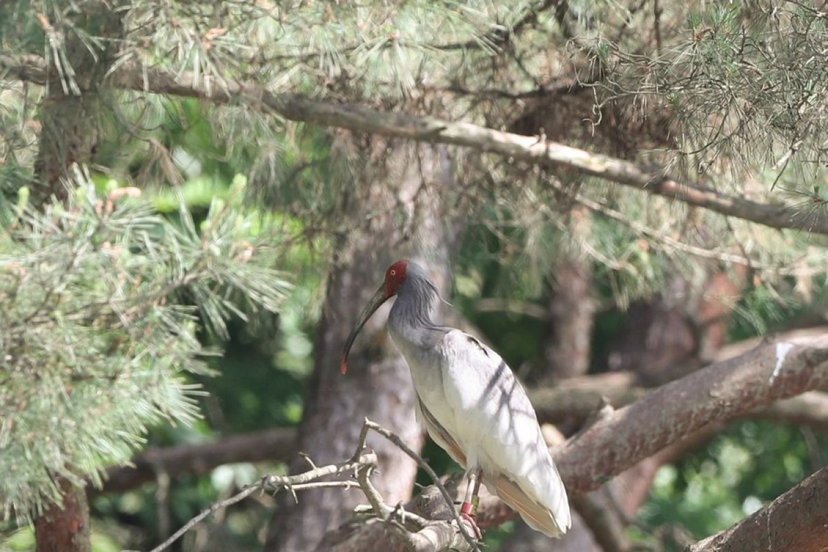Album Asia: Berkunjung ke habitat burung keberuntungan China di Korsel