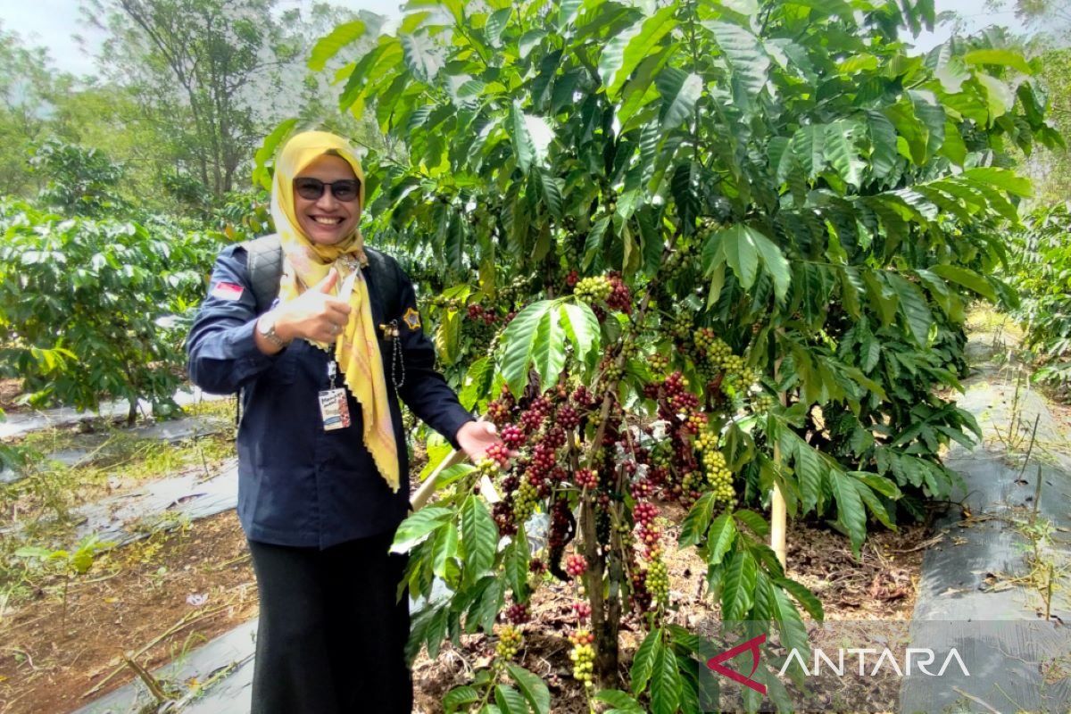 Universitas Bengkulu dukung pengembangan usaha kopi di Rejang Lebong