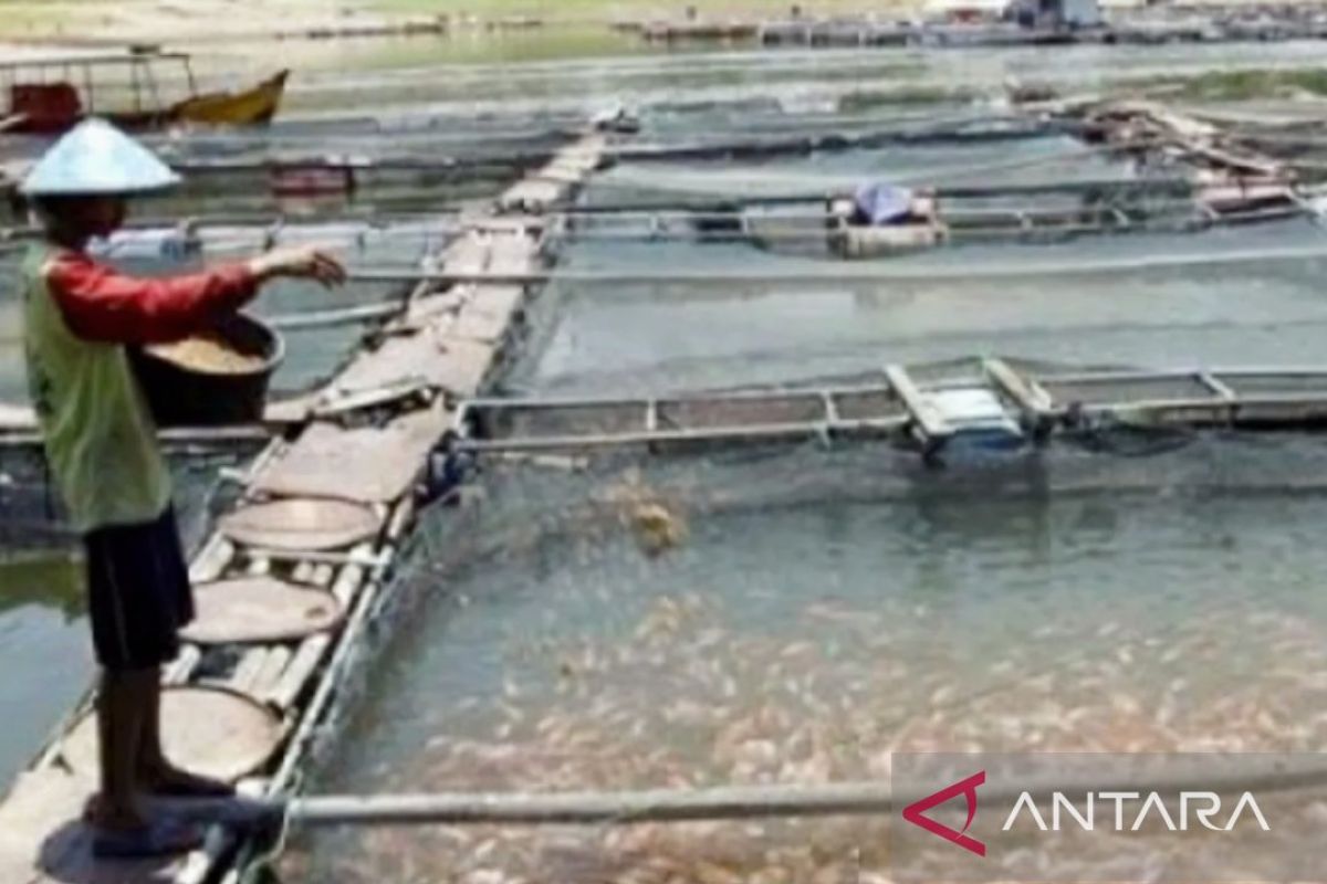 Ribuan petani ikan di Purwakarta andalkan dari sektor perikanan air tawar