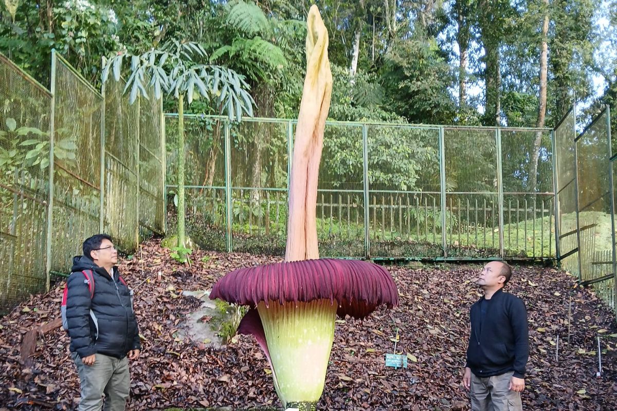Bunga bangkai berusia tiga dekade setinggi 3,4 meter mekar sempurna di Kebun Raya Cibodas