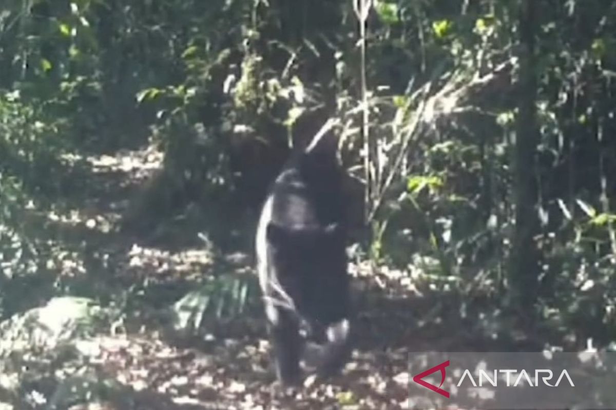 Sepasang macan tutul dan macan kumbang terekam CCTV Gunung Gede Pangrango