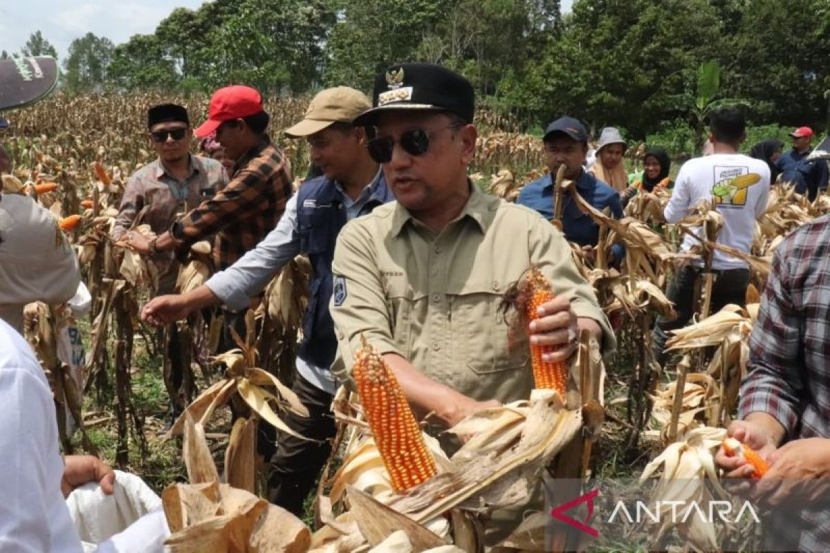 Pj Bupati panen jagung di Mulie Jadi Aceh Tengah, upaya tekan inflasi