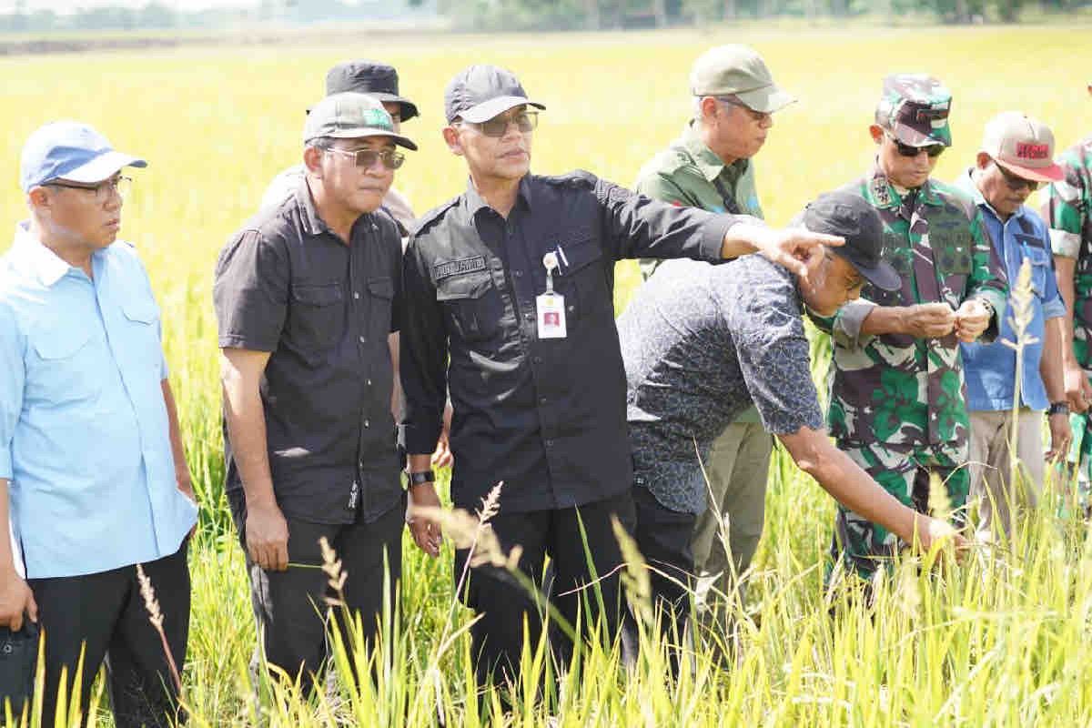 Kementan upayakan peningkatan indeks pertanaman padi di Banyuasin