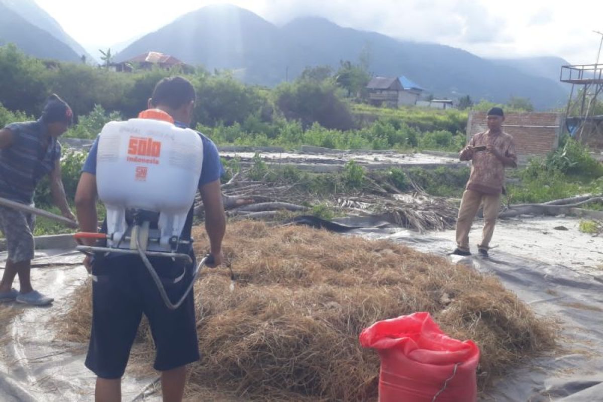 Pemkab Sigi terus optimalkan tanaman sorgum sebagai pakan ternak