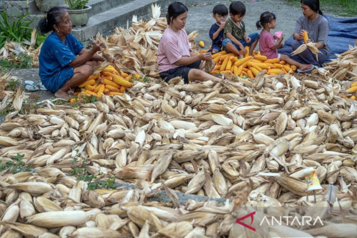 Disperindag Sigi: Harga jagung capai Rp8.000 per kilogram