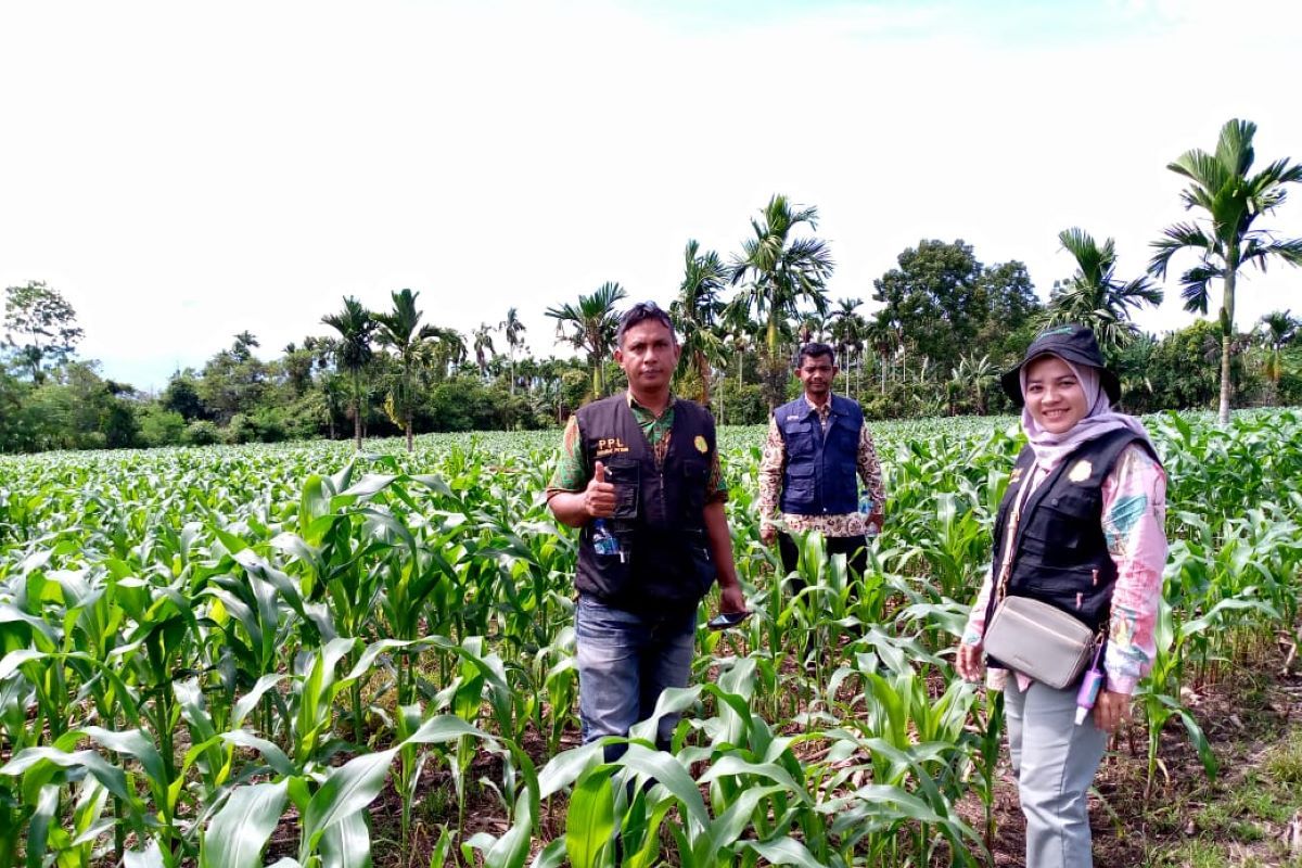 Aceh Besar kembangkan jagung di empat kecamatan