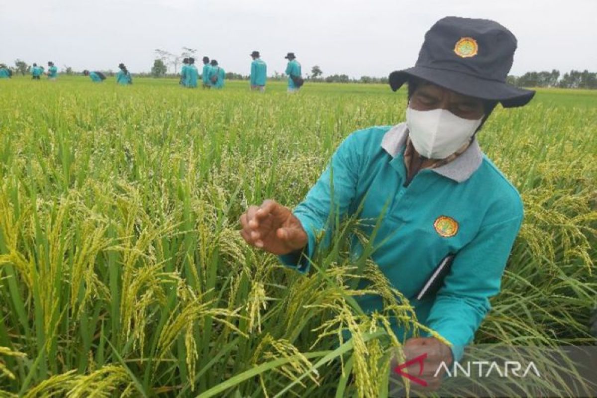 Kalimantan Tengah kenalkan ragam benih unggul lokal spesifik ke tingkat nasional