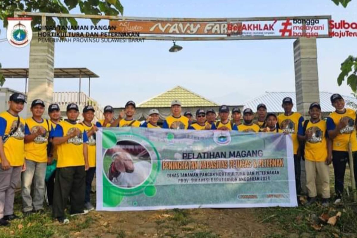 Pemprov Sulbar pasarkan 2.000 kambing di Kalimantan