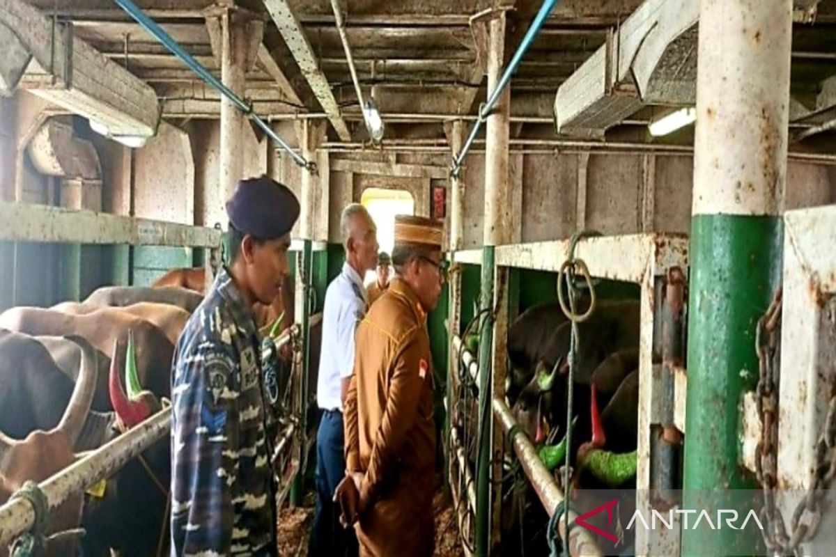 Gorontalo Utara kirim 550 sapi potong ke Kalimantan Timur