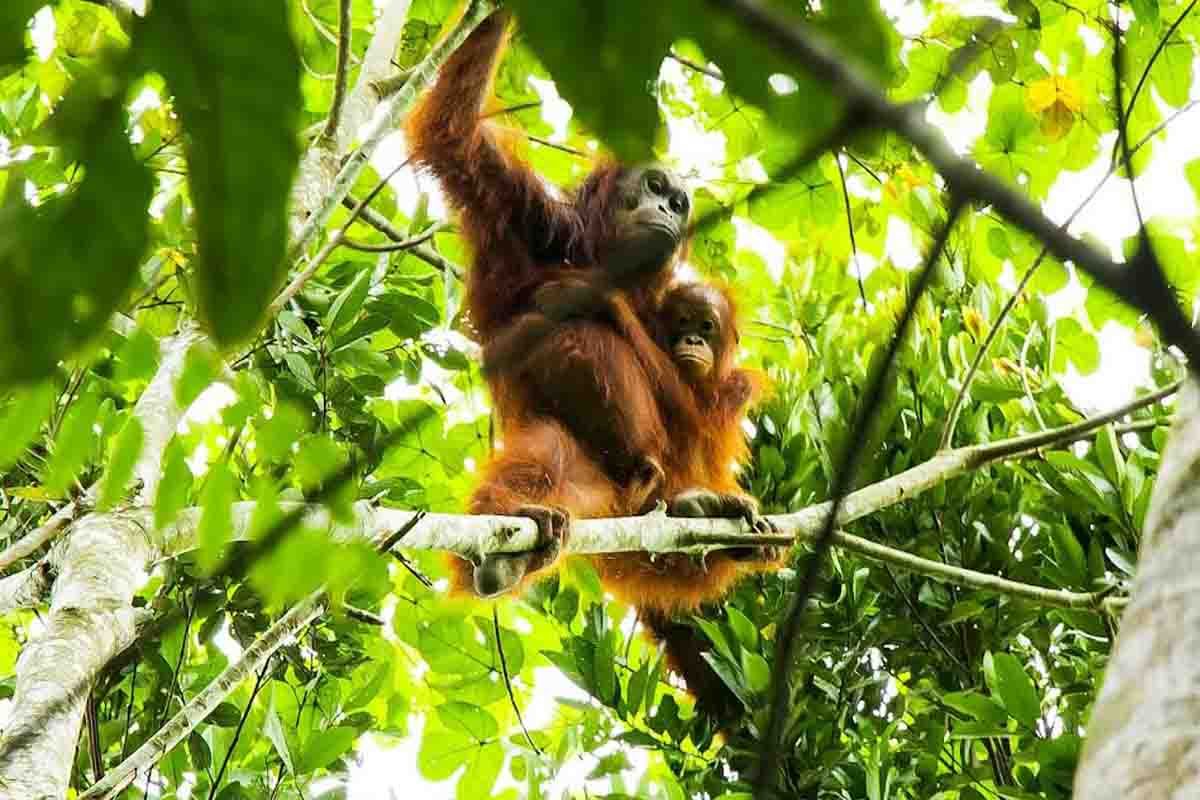 300 Orang Utan menunggu pelepasliaran