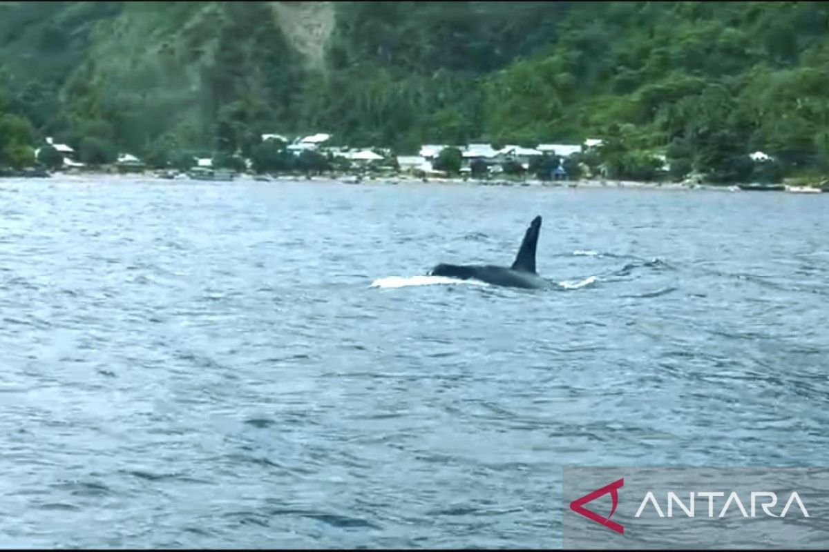 Hiu Paus di objek wisata Botubarani Gorontalo menghilang sejak kemunculan dua ekor Orca