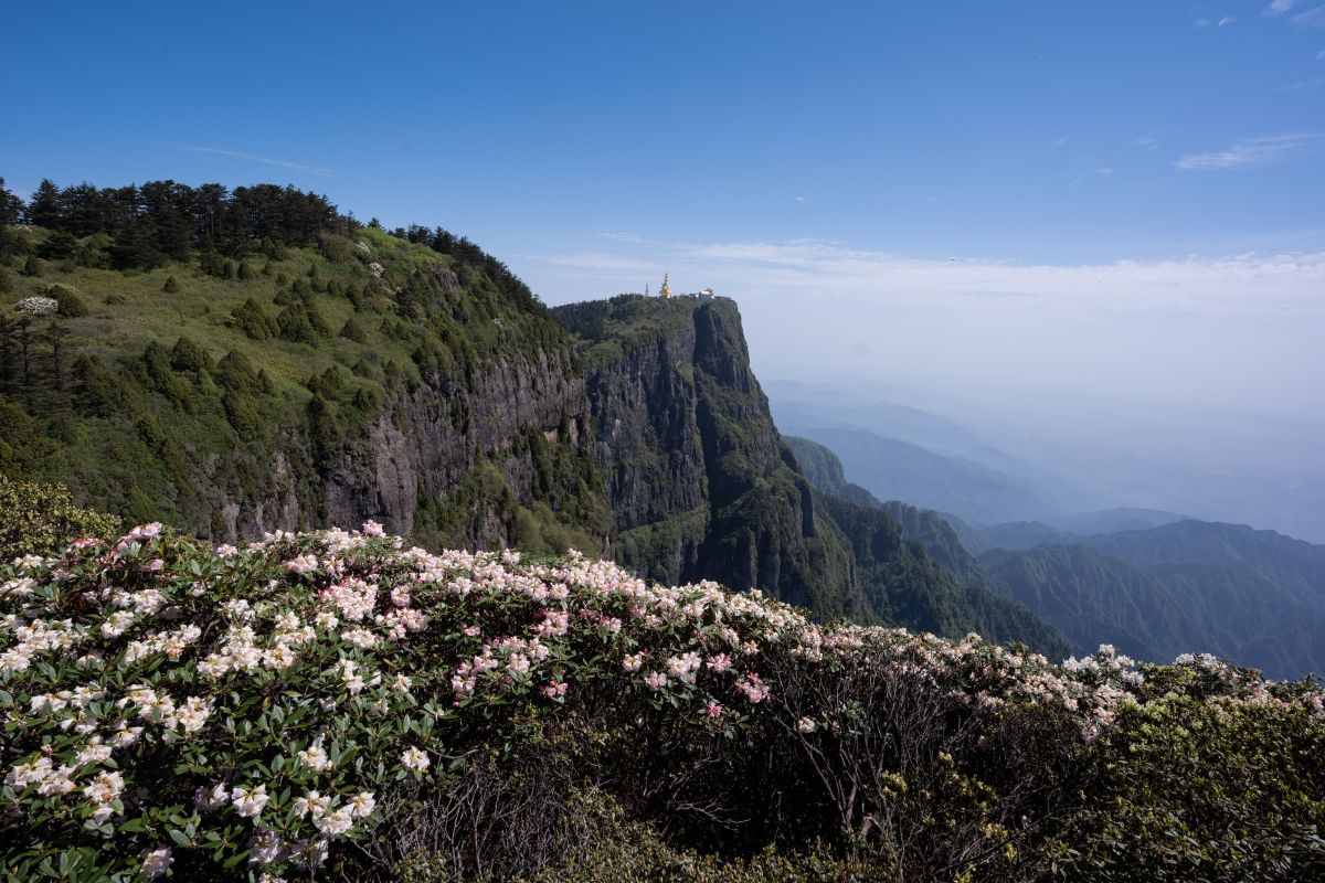 Menikmati pesona "Kerajaan Azalea" di Sichuan, China barat daya