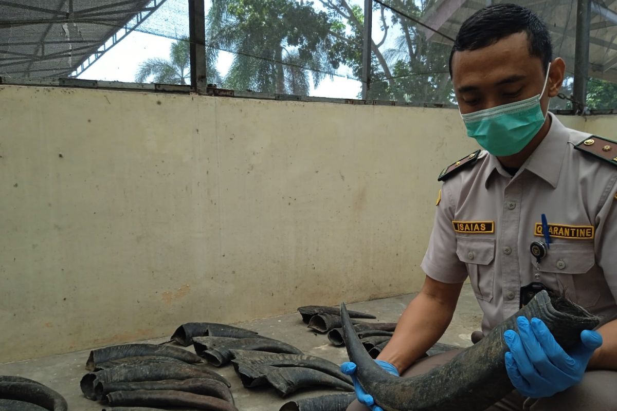 Karantina Lampung tahan 70 tanduk kerbau tidak berdokumen di Bakauheni