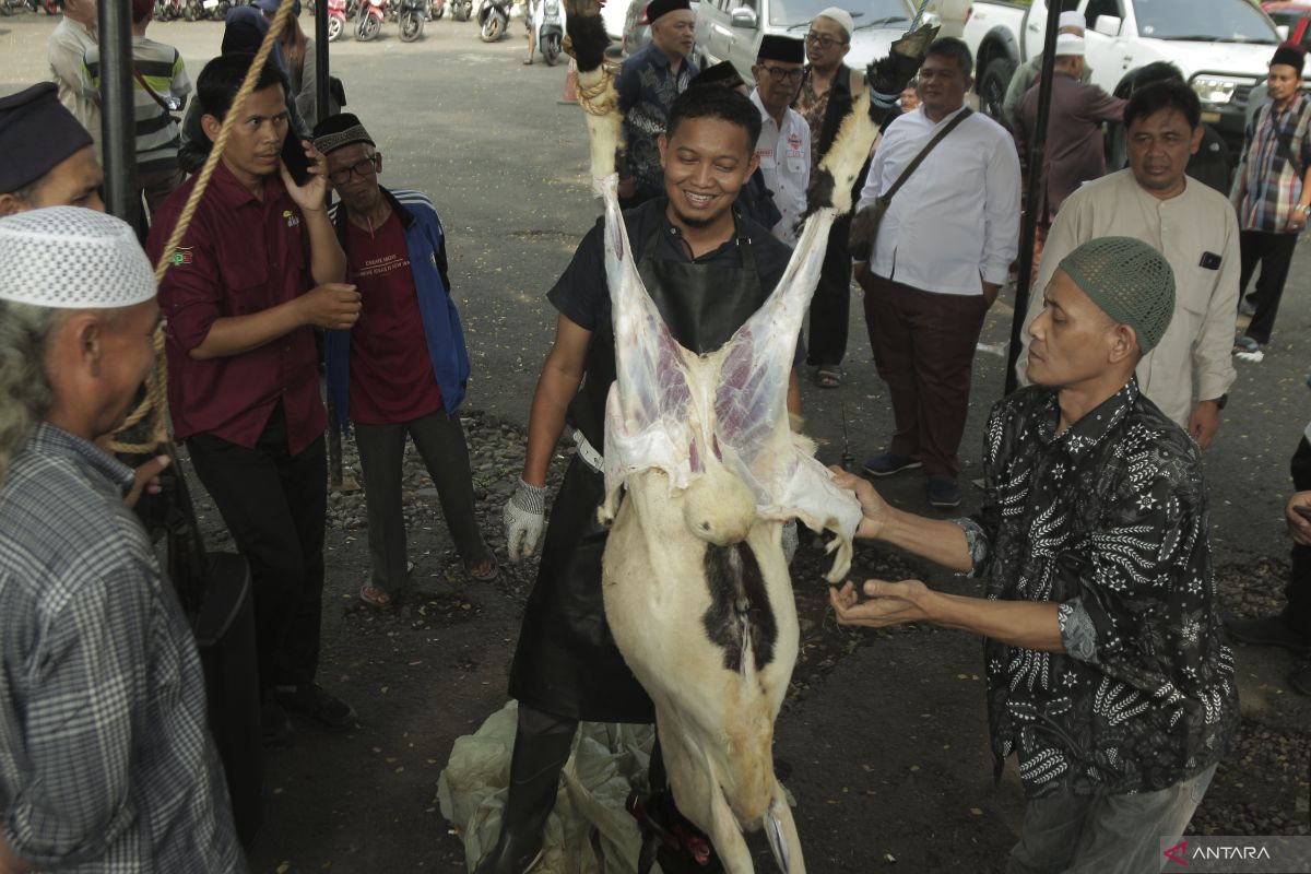 KLHK ingatkan penanganan khusus limbah penyembelihan hewan kurban