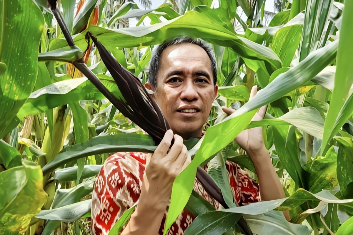 Dosen Fakultas Pertanian Unila lakukan biofortifikasi, dongkrak kandungan gizi jagung