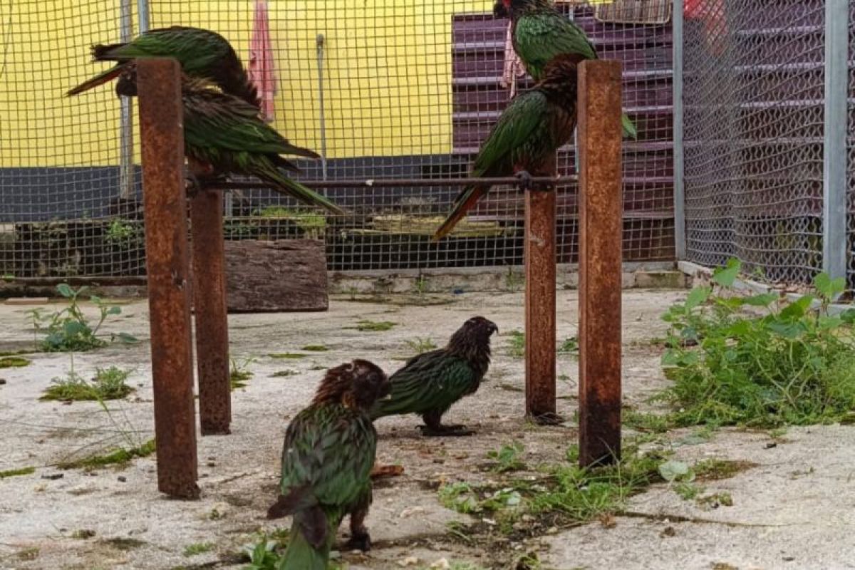BKSDA Maluku amankan enam burung nuri aru dari masyarakat