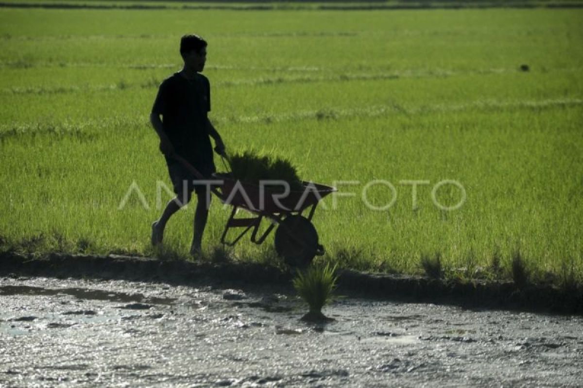 Pemprov Kalteng alokasikan Kartu Tani Berkah untuk petani