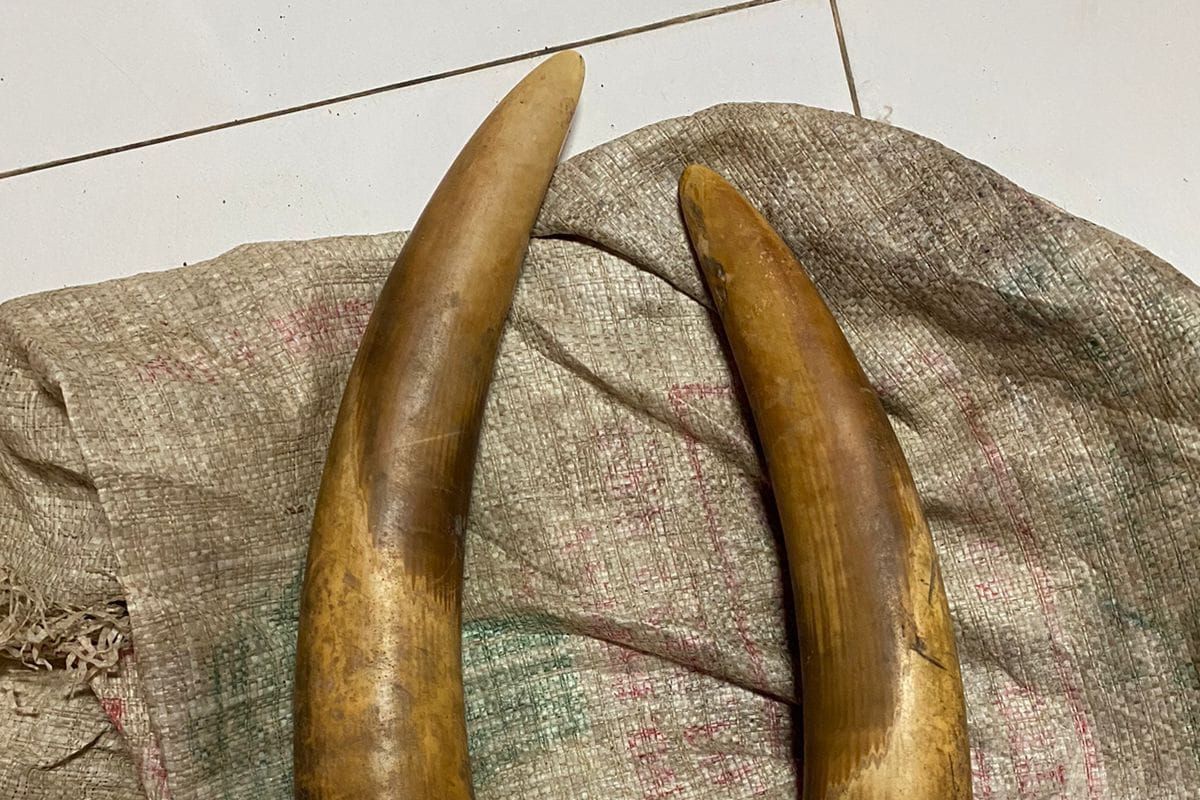 Pemburu gading gajah di Aceh Utara ditangkap polisi