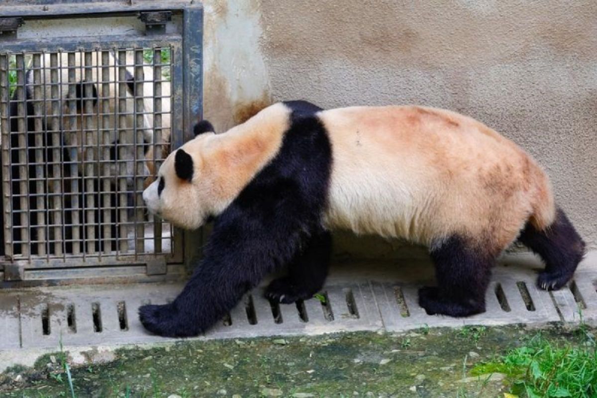 PM China harap Australia tetap jadi rumah nyaman bagi panda