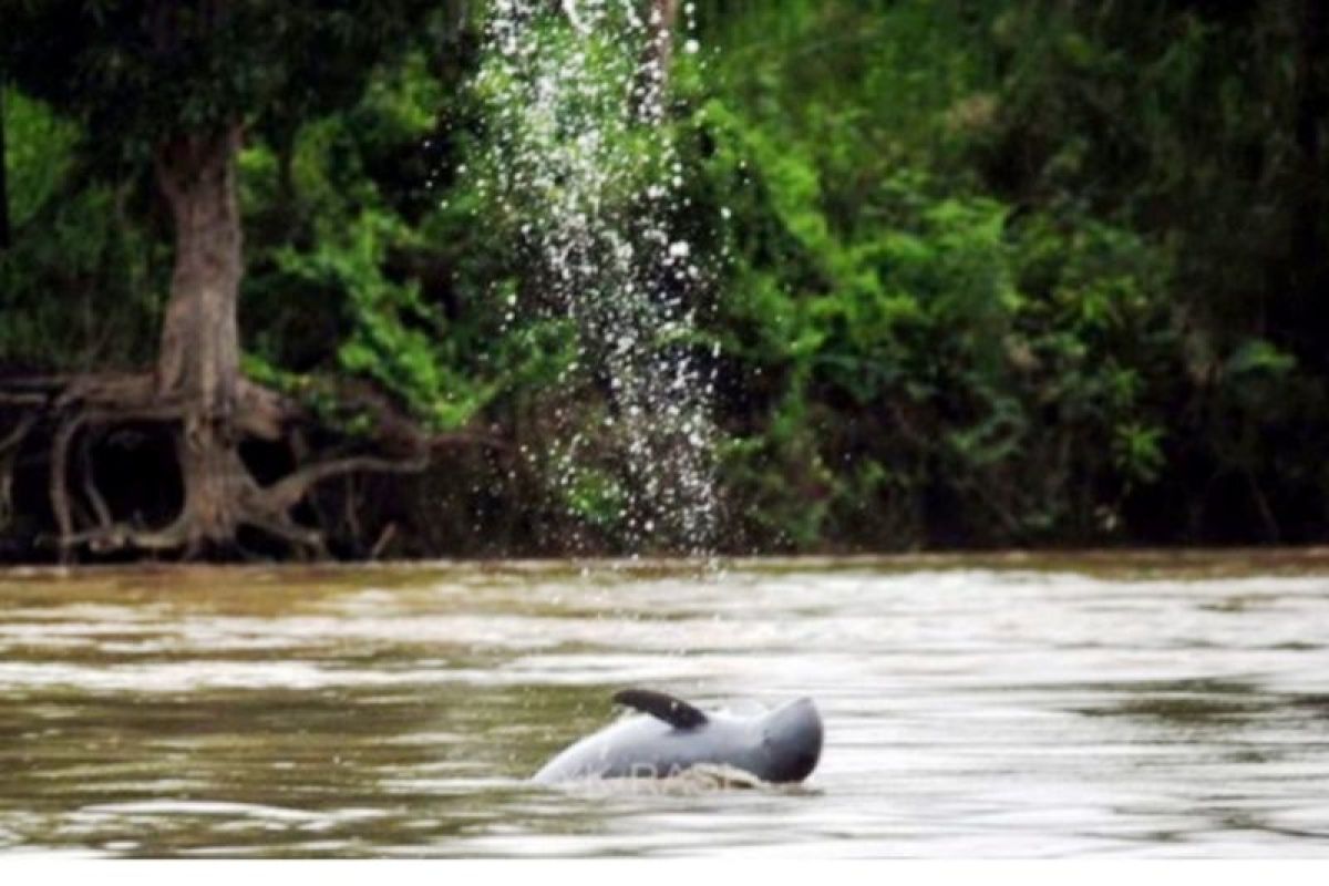 Kutai Kartanegara govt vows to preserve snubfin dolphins' habitat