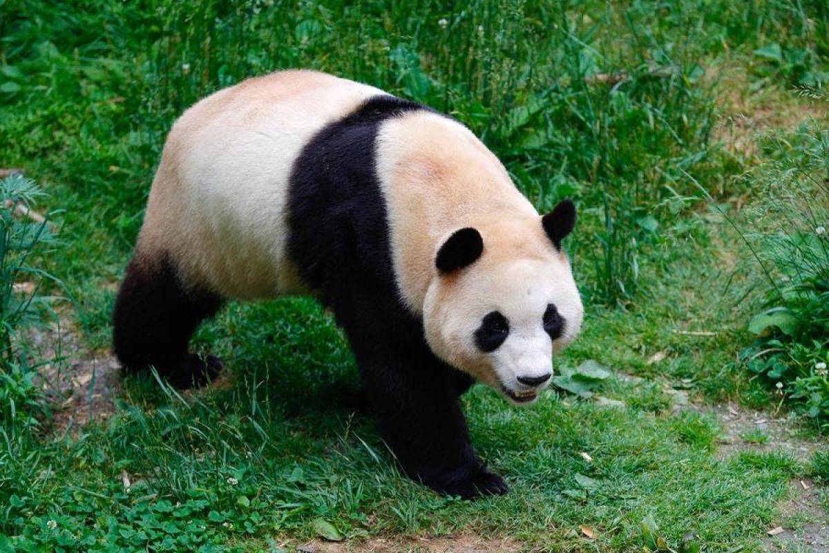 China berharap diplomasi panda bisa jaga hubungan dengan Austria dan AS