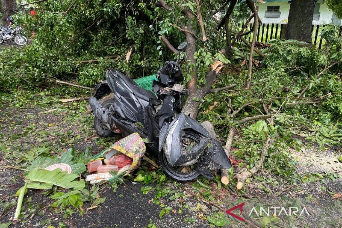 Saat melintas di Jalan Imam Bonjol Medan, pengendara meninggal tertimpa pohon tumbang