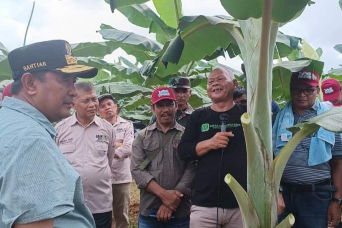 Pemprov Sulbar mendampingi petani kembangkan pisang Cavendish