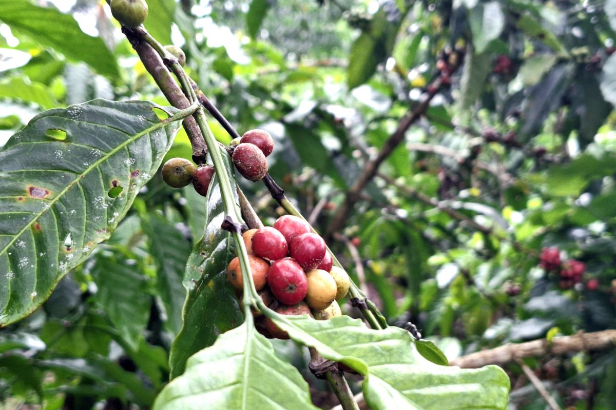 Gubernur Lampung: Tumpang sari kopi dan lada jadi andalan naikkan produksi