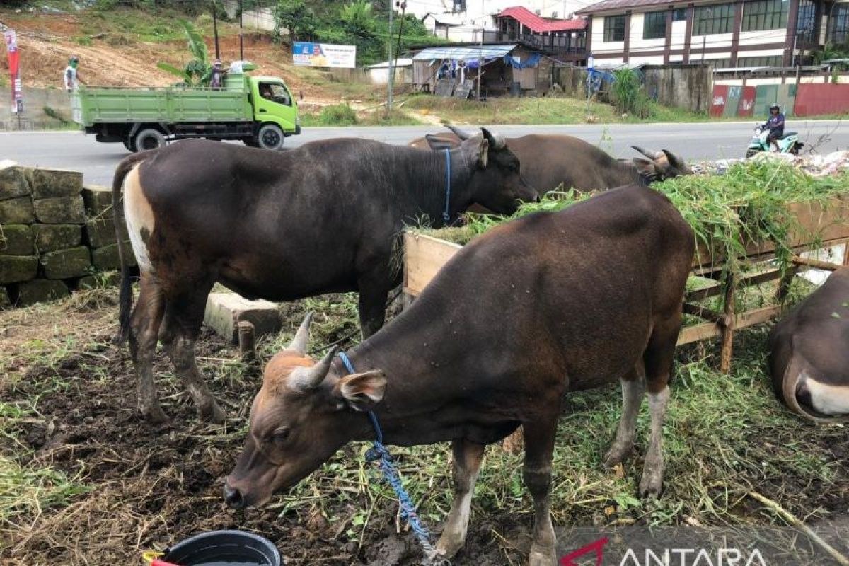 Anggota DPR: Pemeriksaan hewan kurban di Jakarta perlu diperketat