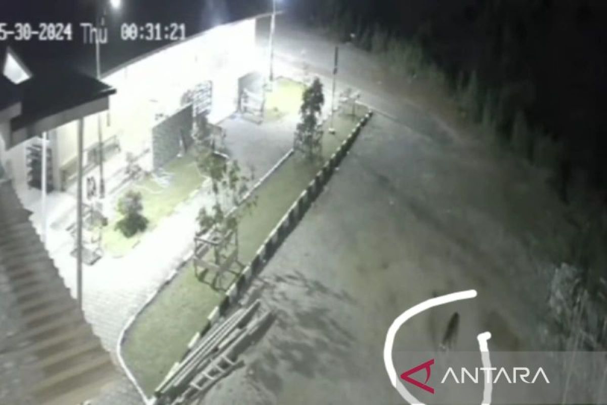 Seekor harimau Sumatera terekam kamera CCTV masjid di Solok