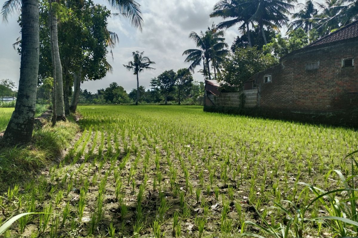 Ratusan hektare tanaman padi di Lombok Tengah alami kekeringan