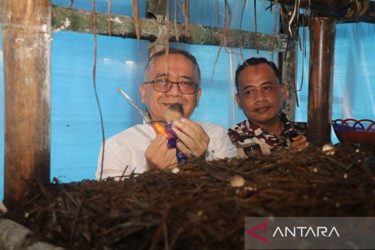 Kabupaten Sukabumi kembangkan budidaya jamur merang