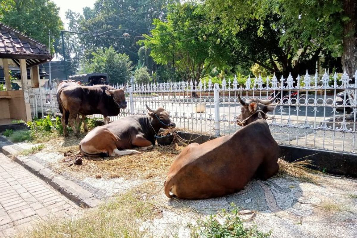 Pemkot Mataram siapkan 81 ekor hewan kurban saat Idul Adha