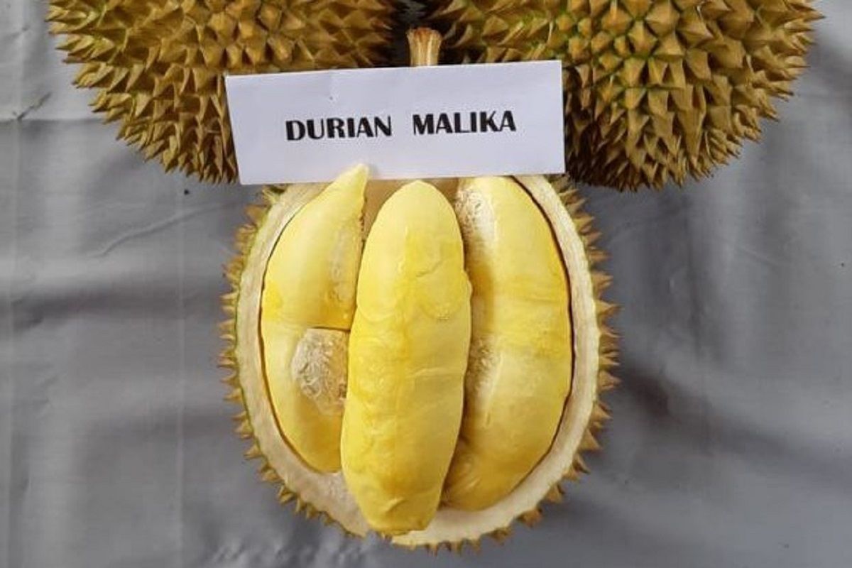 Inilah malika, primadona durian lokal Semarang